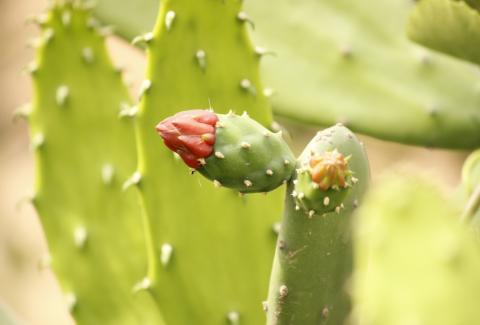 Photo of Prickly pear cactus