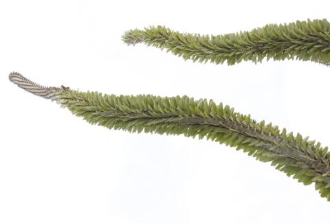 Photo of Clubmoss